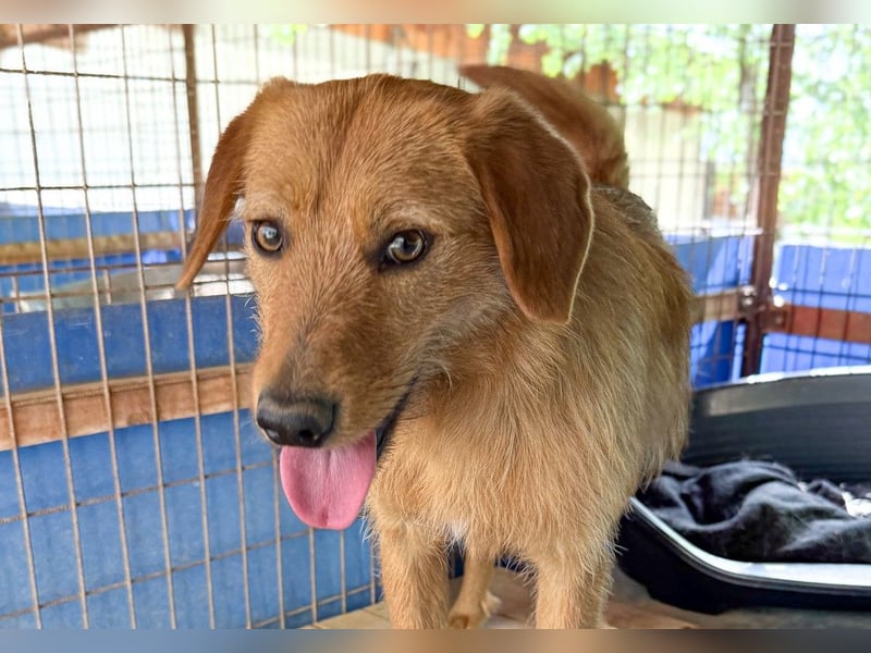 Kuckuck, wer schenkt Traumhund OLIVER ein liebevolles Zuhause?