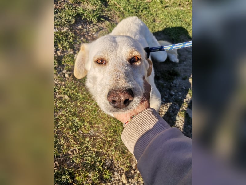 Dado – eine Familienhundehoffnung -