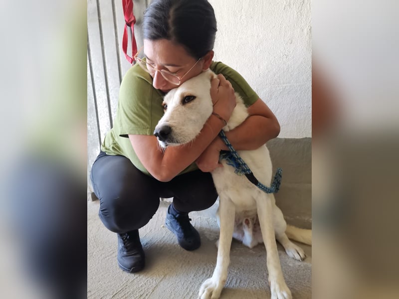 Dado – eine Familienhundehoffnung -