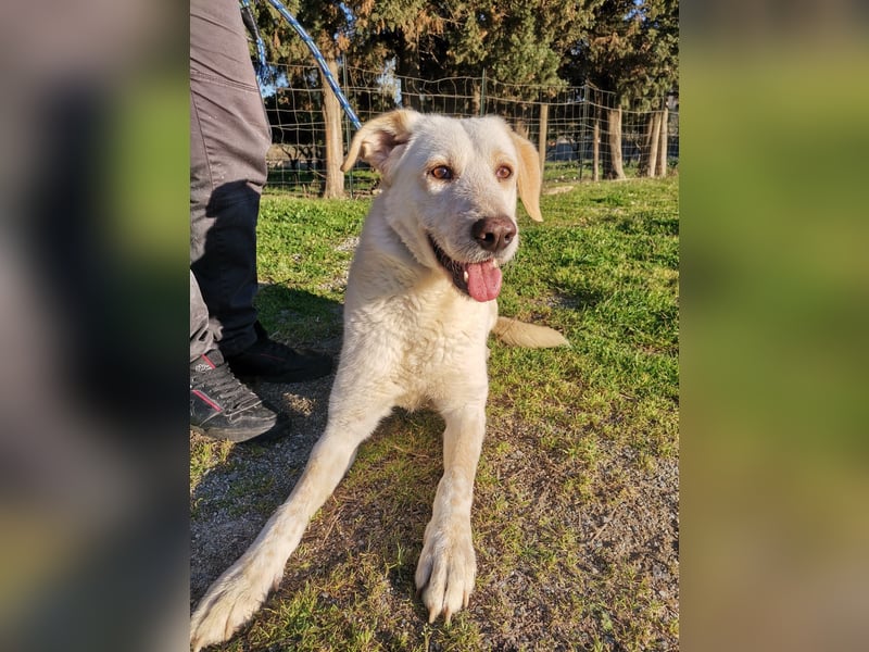 Dado – eine Familienhundehoffnung -