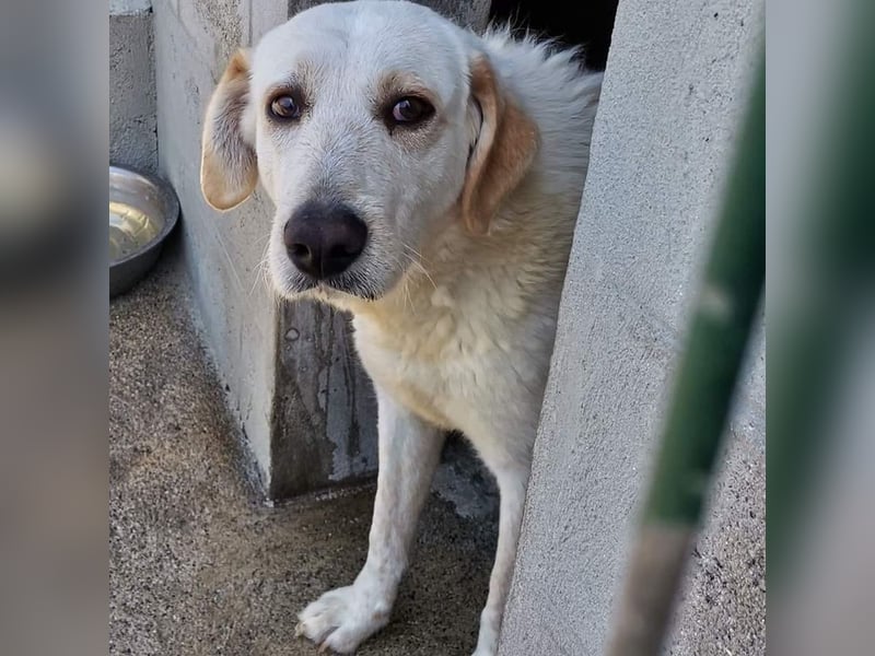 Dado – eine Familienhundehoffnung -