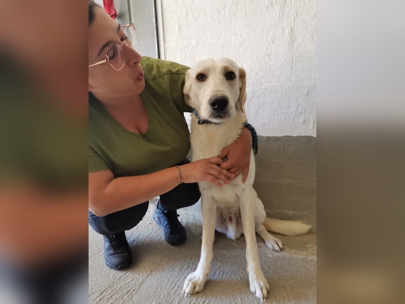Dado – eine Familienhundehoffnung -