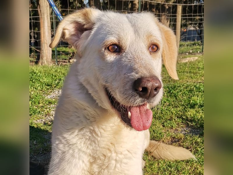 Dado – eine Familienhundehoffnung -