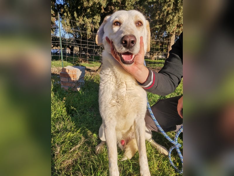 Dado – eine Familienhundehoffnung -