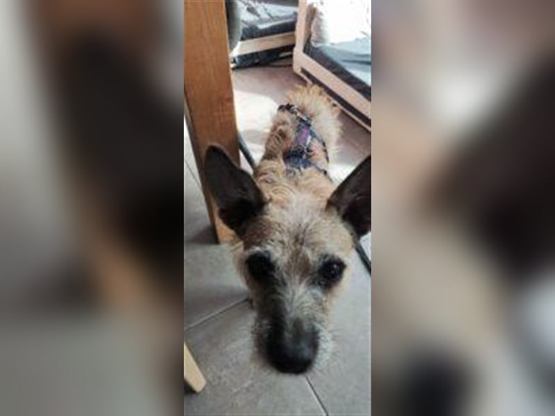 Carlo - Familie mit Herz und Verstand gesucht