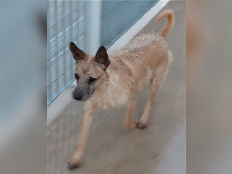 Carlo - Familie mit Herz und Verstand gesucht