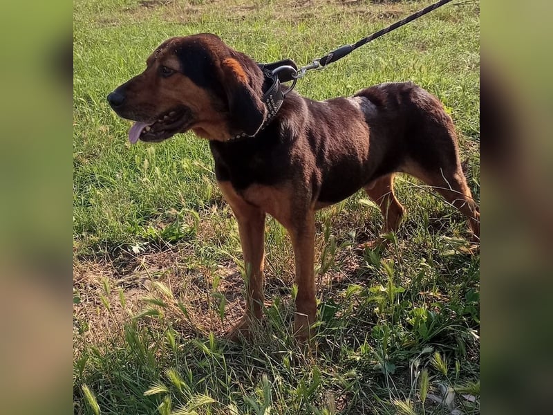 Pancho, geb. ca. 01/2020, lebt in GRIECHENLAND, im städt. Tierheim