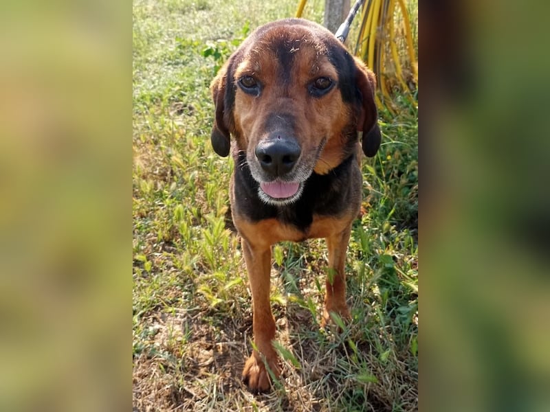 Pancho, geb. ca. 01/2020, lebt in GRIECHENLAND, im städt. Tierheim