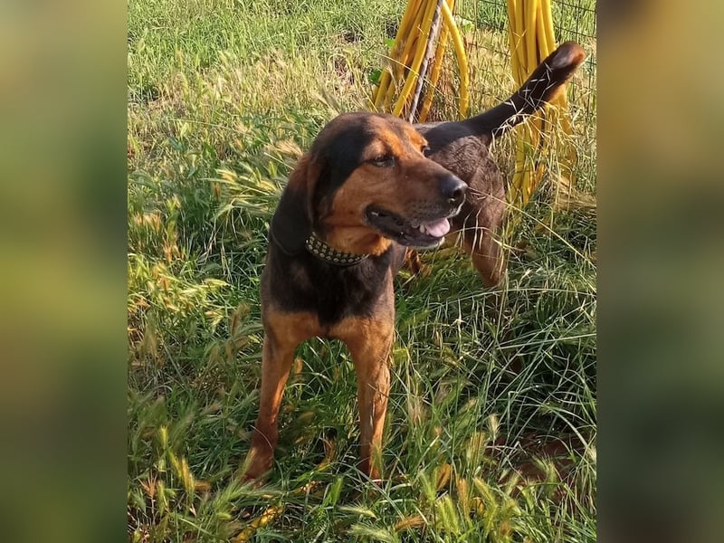 Pancho, geb. ca. 01/2020, lebt in GRIECHENLAND, im städt. Tierheim