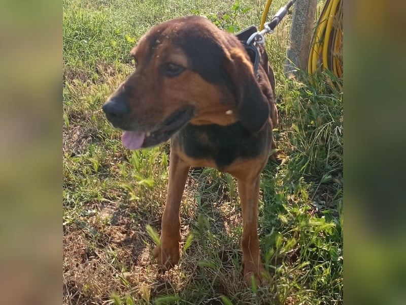 Pancho, geb. ca. 01/2020, lebt in GRIECHENLAND, im städt. Tierheim