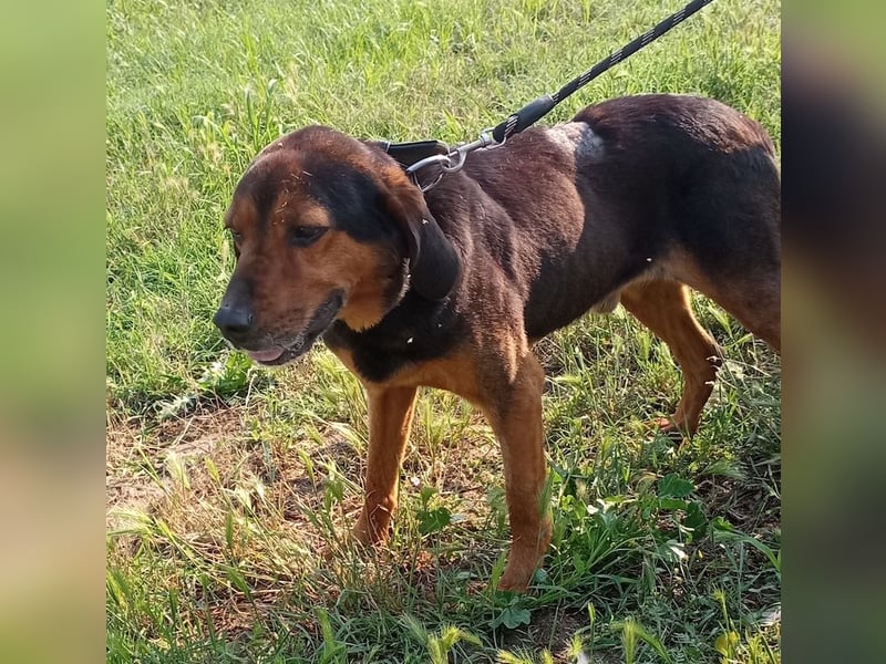 Pancho, geb. ca. 01/2020, lebt in GRIECHENLAND, im städt. Tierheim