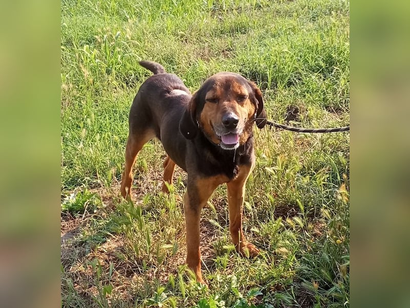 Pancho, geb. ca. 01/2020, lebt in GRIECHENLAND, im städt. Tierheim
