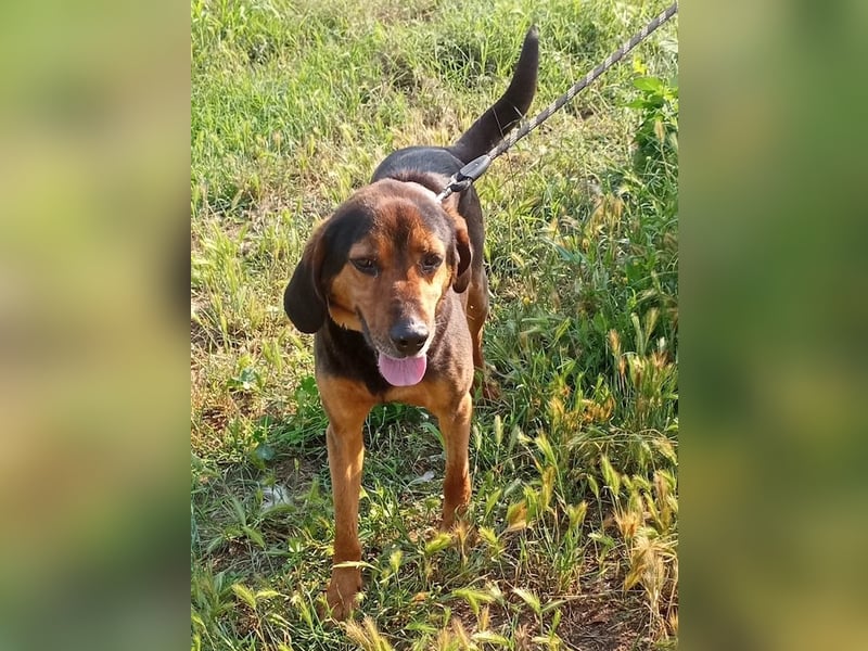 Pancho, geb. ca. 01/2020, lebt in GRIECHENLAND, im städt. Tierheim