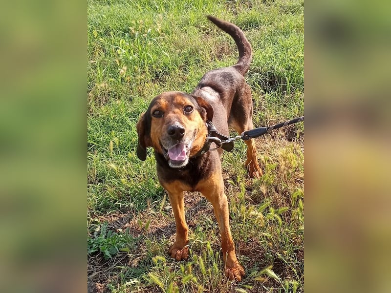Pancho, geb. ca. 01/2020, lebt in GRIECHENLAND, im städt. Tierheim