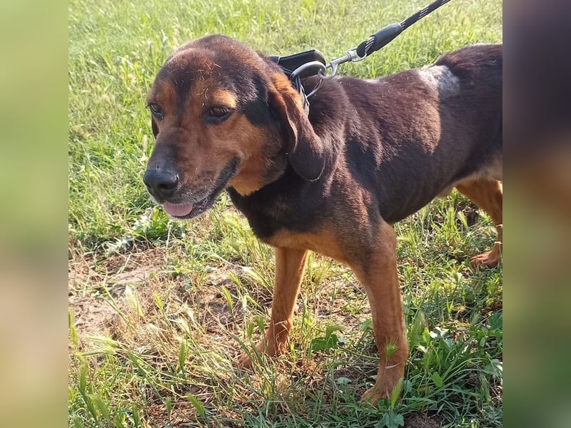 Pancho, geb. ca. 01/2020, lebt in GRIECHENLAND, im städt. Tierheim