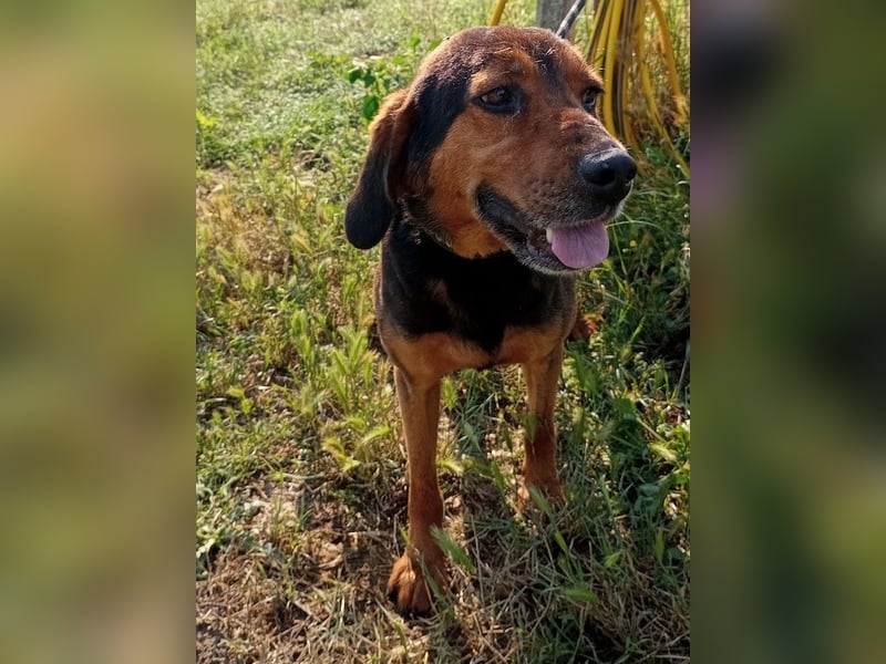 Pancho, geb. ca. 01/2020, lebt in GRIECHENLAND, im städt. Tierheim