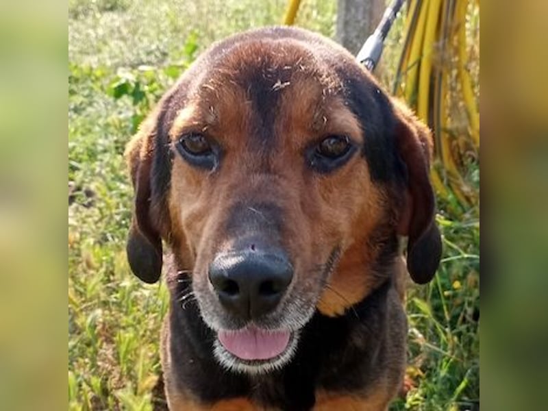 Pancho, geb. ca. 01/2020, lebt in GRIECHENLAND, im städt. Tierheim