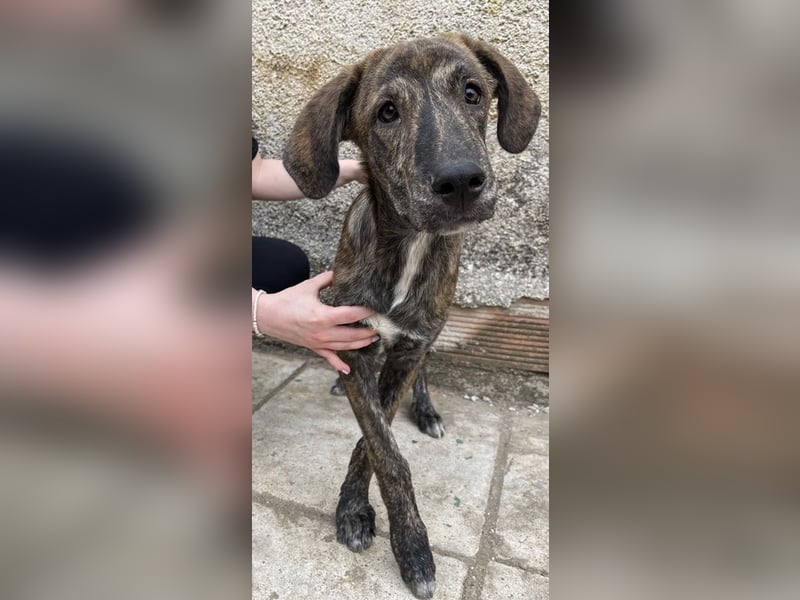 Petri, geb. ca. 04/2024, lebt in GRIECHENLAND, auf einem Gelände, auf dem die Hunde notdürftig verso