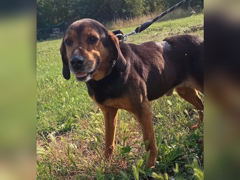 Pancho, geb. ca. 01/2020, lebt in GRIECHENLAND, im städt. Tierheim