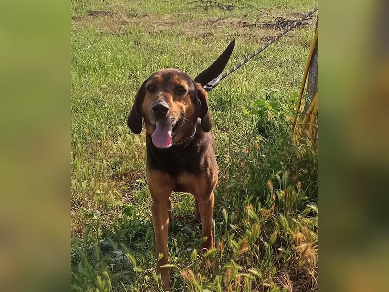 Pancho, geb. ca. 01/2020, lebt in GRIECHENLAND, im städt. Tierheim