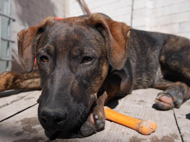 Cooper sucht ein tolles Zuhause! 