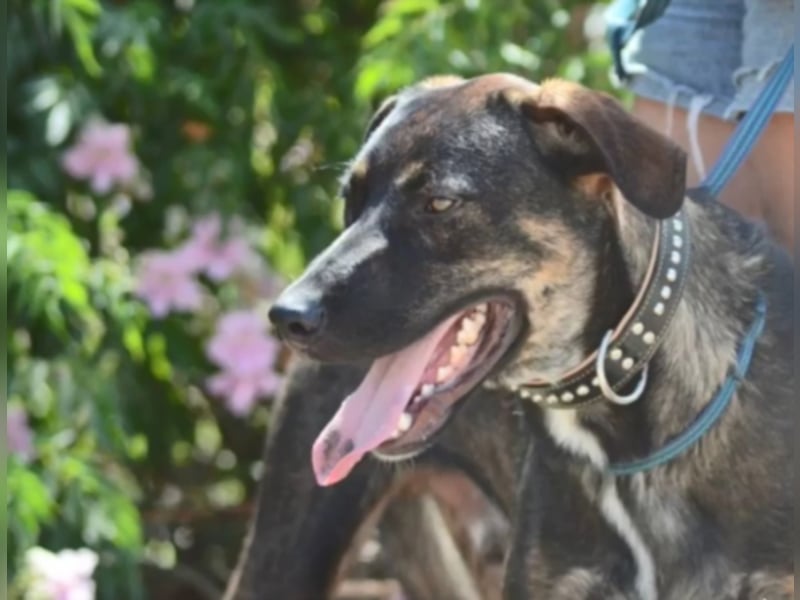 Cooper sucht ein tolles Zuhause! 