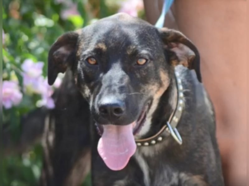 Cooper sucht ein tolles Zuhause! 