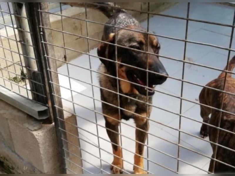 Cooper sucht ein tolles Zuhause! 