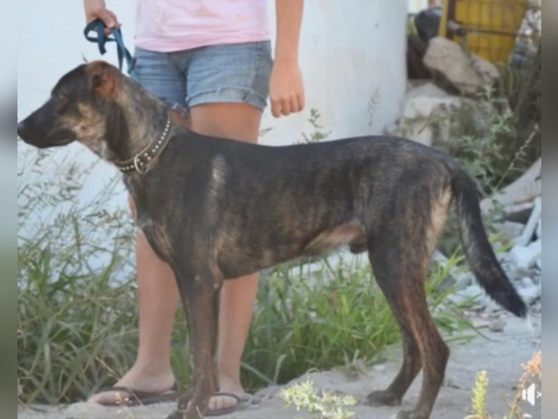 Cooper sucht ein tolles Zuhause! 