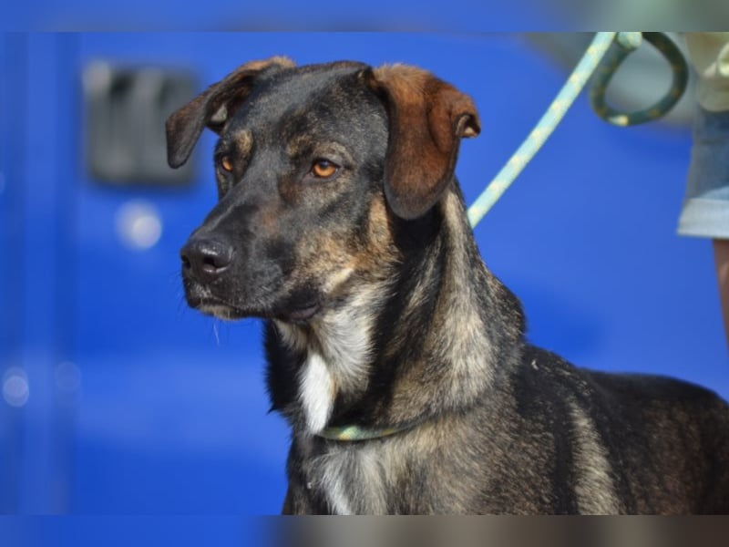 Cooper sucht ein tolles Zuhause! 