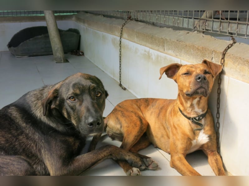 Cooper sucht ein tolles Zuhause! 