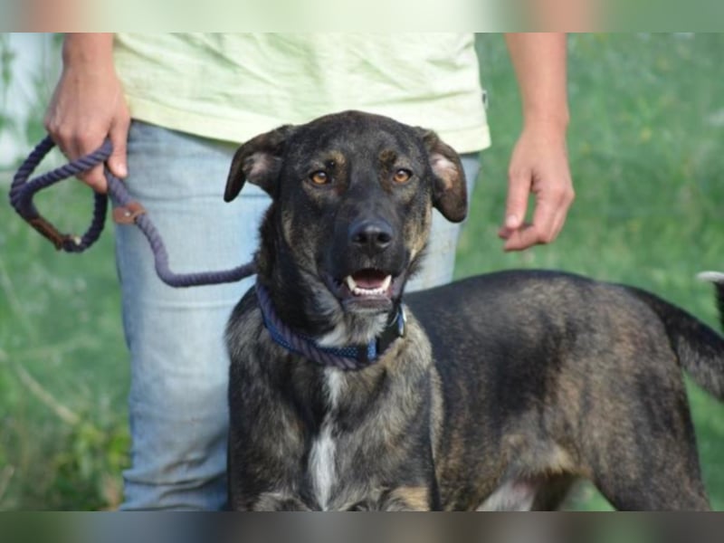 Cooper sucht ein tolles Zuhause! 