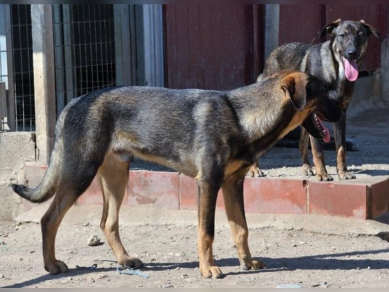 Cooper sucht ein tolles Zuhause! 
