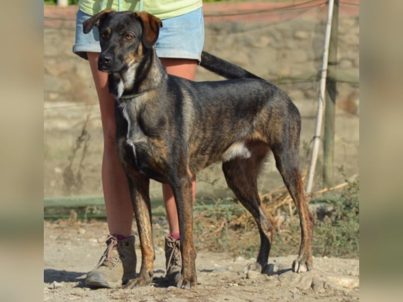 Cooper sucht ein tolles Zuhause! 