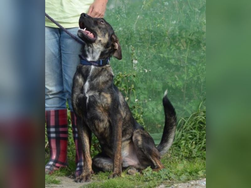 Cooper sucht ein tolles Zuhause! 