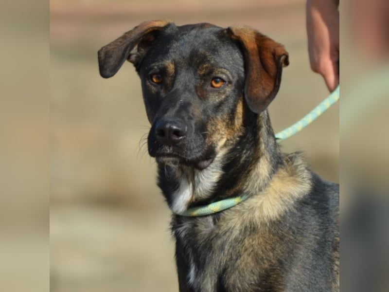Cooper sucht ein tolles Zuhause! 