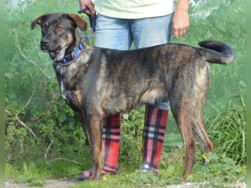 Cooper sucht ein tolles Zuhause! 