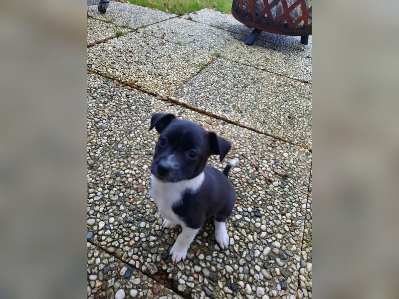 Spitz-Prager Rattler Welpen