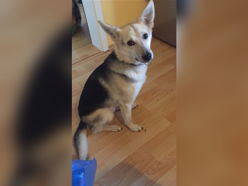 TEDDY sucht dringend ein eigenes Zuhause