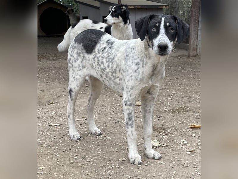 Benja, geb. ca. 05/2023, lebt in GRIECHENLAND, im städt. Tierheim Serres