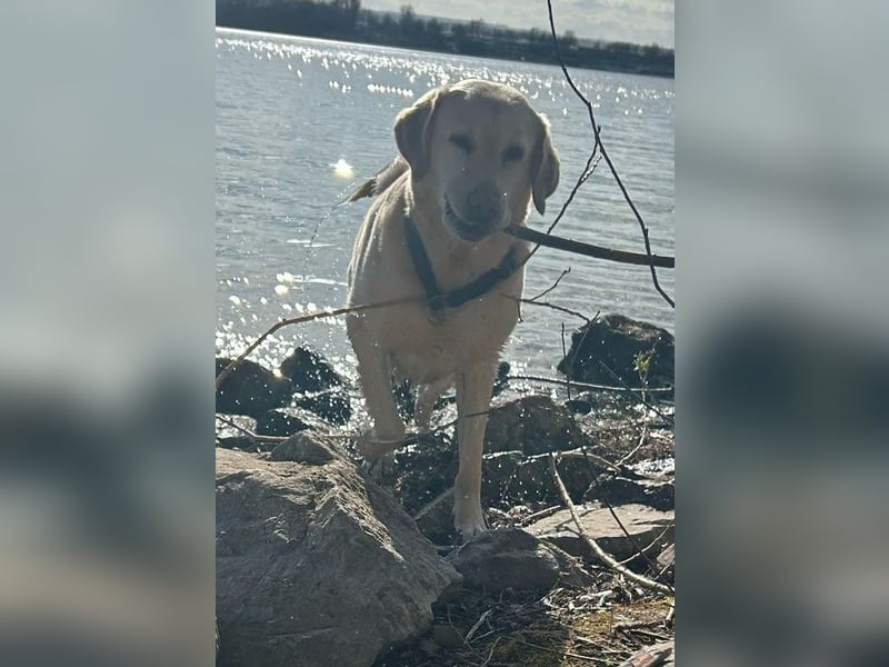 Leonardo, geb. ca. 07/2019, lebt bei einer Familie in 52224 Stolberg