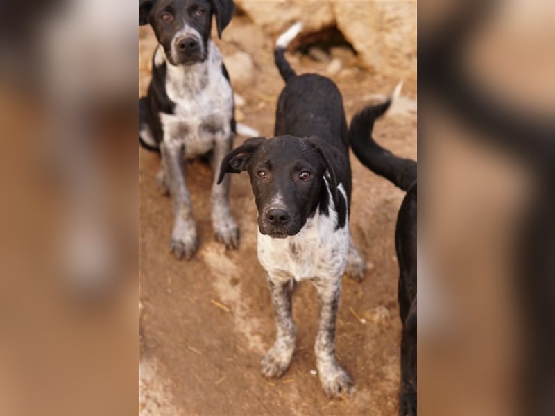 Tinu, geb. ca. 07/2023, lebt in GRIECHENLAND, im städt. Tierheim Serres