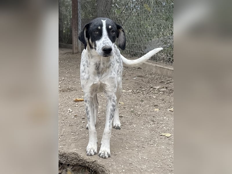 Benja, geb. ca. 05/2023, lebt in GRIECHENLAND, im städt. Tierheim Serres
