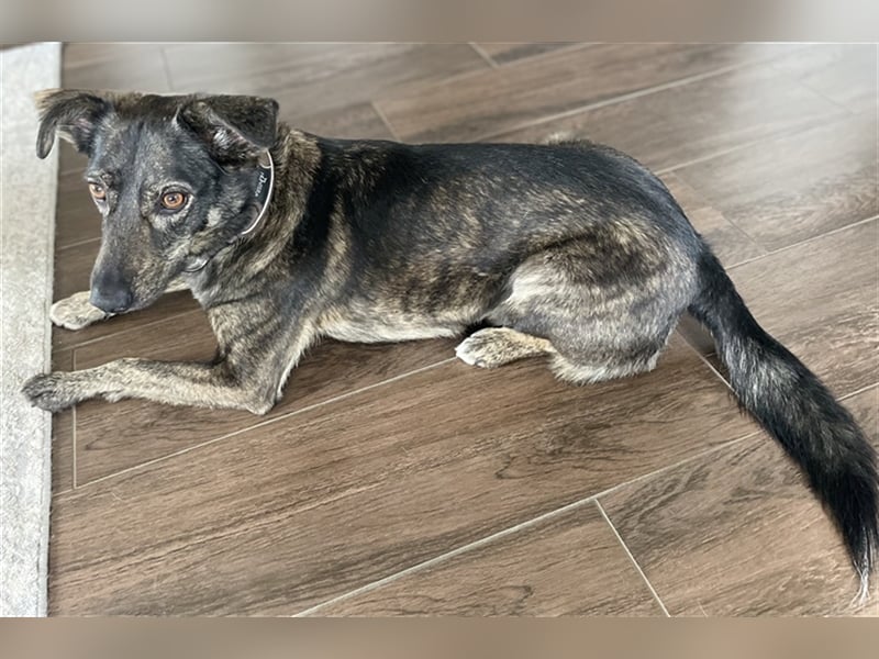 Larsson, geb. ca. 12/2018, lebt bei einer Familie in 74229 Oedheim