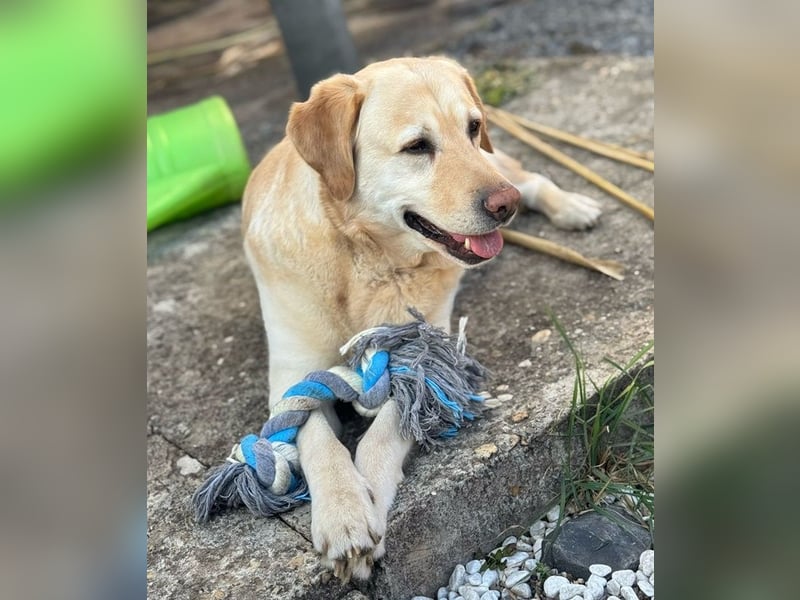Leonardo, geb. ca. 07/2019, lebt bei einer Familie in 52224 Stolberg
