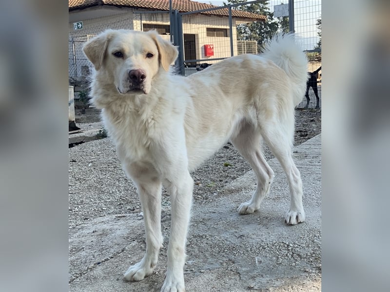 Miraz, geb. ca. 02/2023, lebt in GRIECHENLAND, im städt. Tierheim Serres