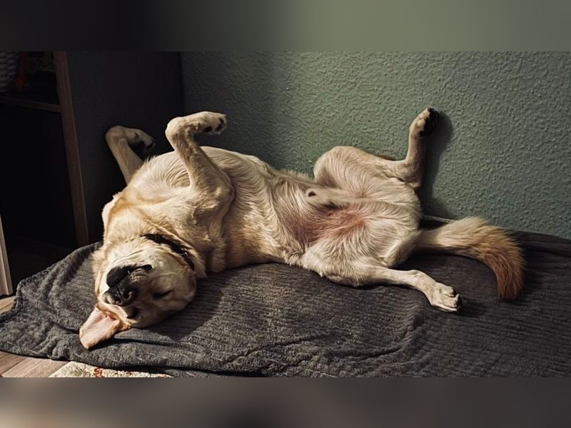 Leonardo, geb. ca. 07/2019, lebt bei einer Familie in 52224 Stolberg
