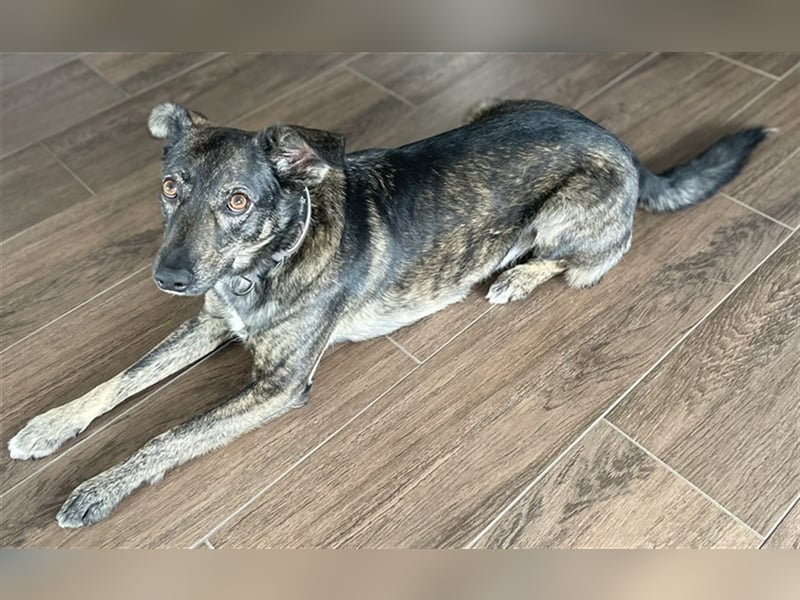 Larsson, geb. ca. 12/2018, lebt bei einer Familie in 74229 Oedheim