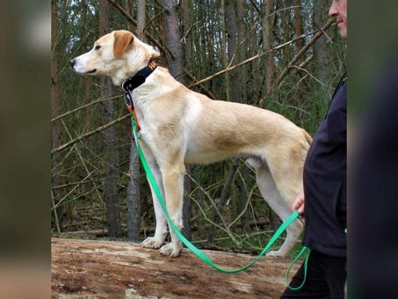 Merlin, geb. ca. 06/2020, lebt auf einer Pflegestelle in 31547 Rehburg-Loccum