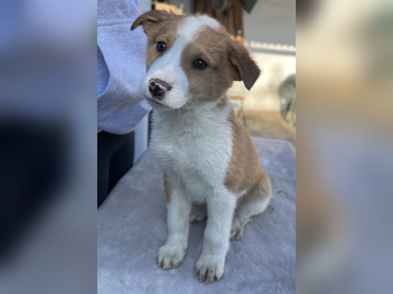 Benji, geb. ca. 10/2024, lebt in GRIECHENLAND, im städt. Tierheim Serres